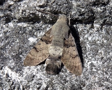 hummingbird hawkmoth hummingbird hawkmoth